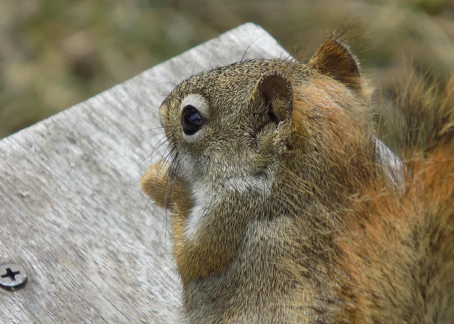 Squirrel Bath Bomb Mold