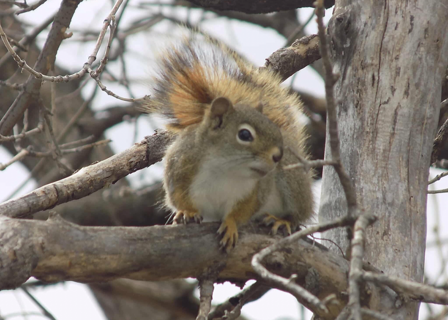 Squirrel Bath Bomb Mold
