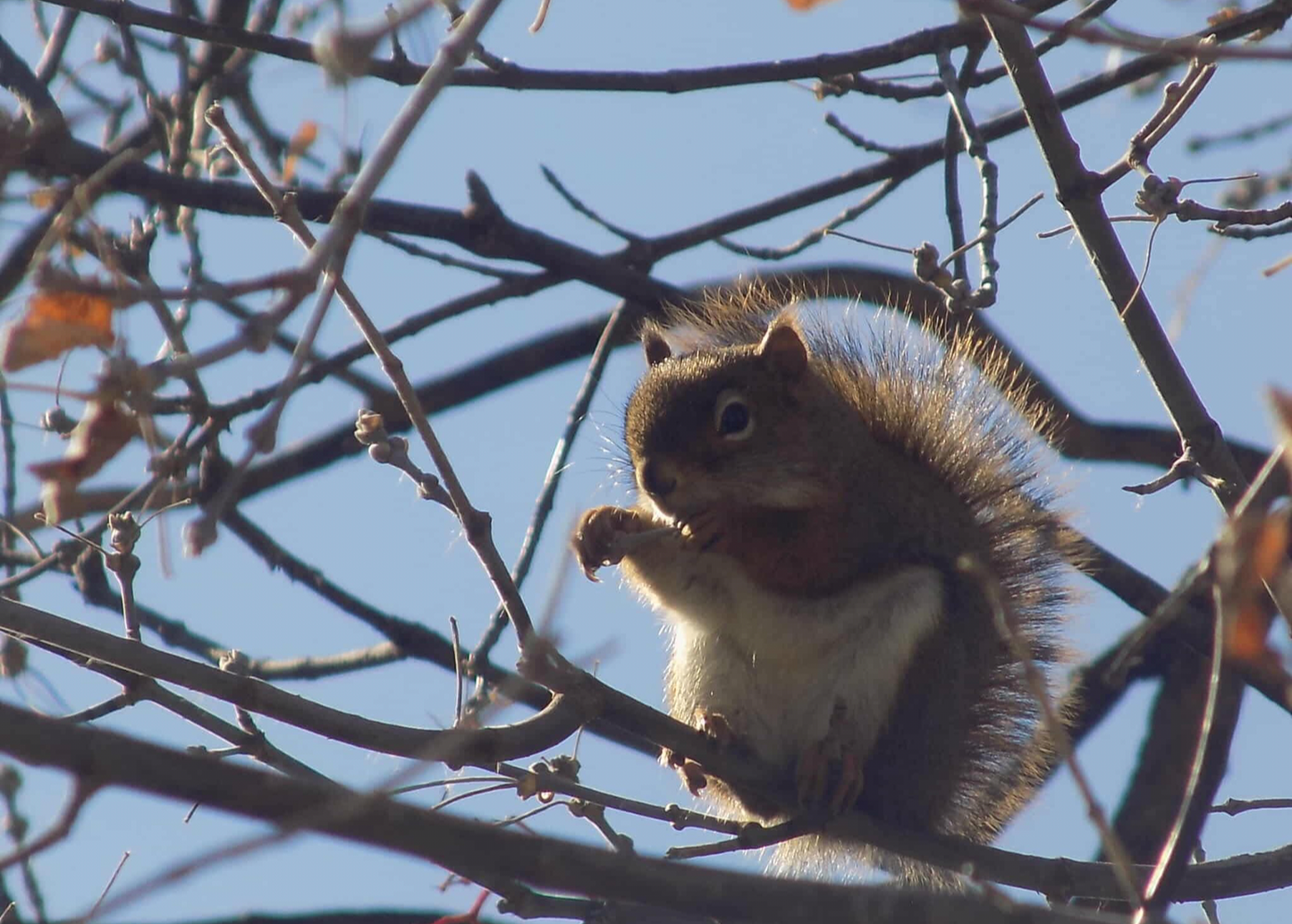 Squirrel Bath Bomb Mold