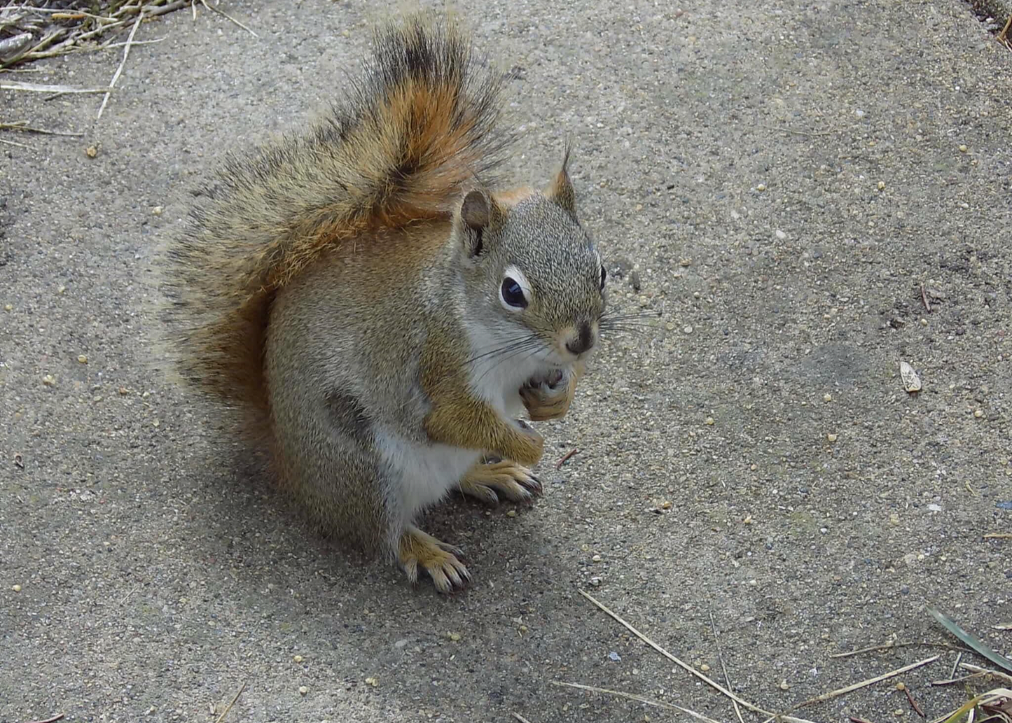 Squirrel Bath Bomb Mold