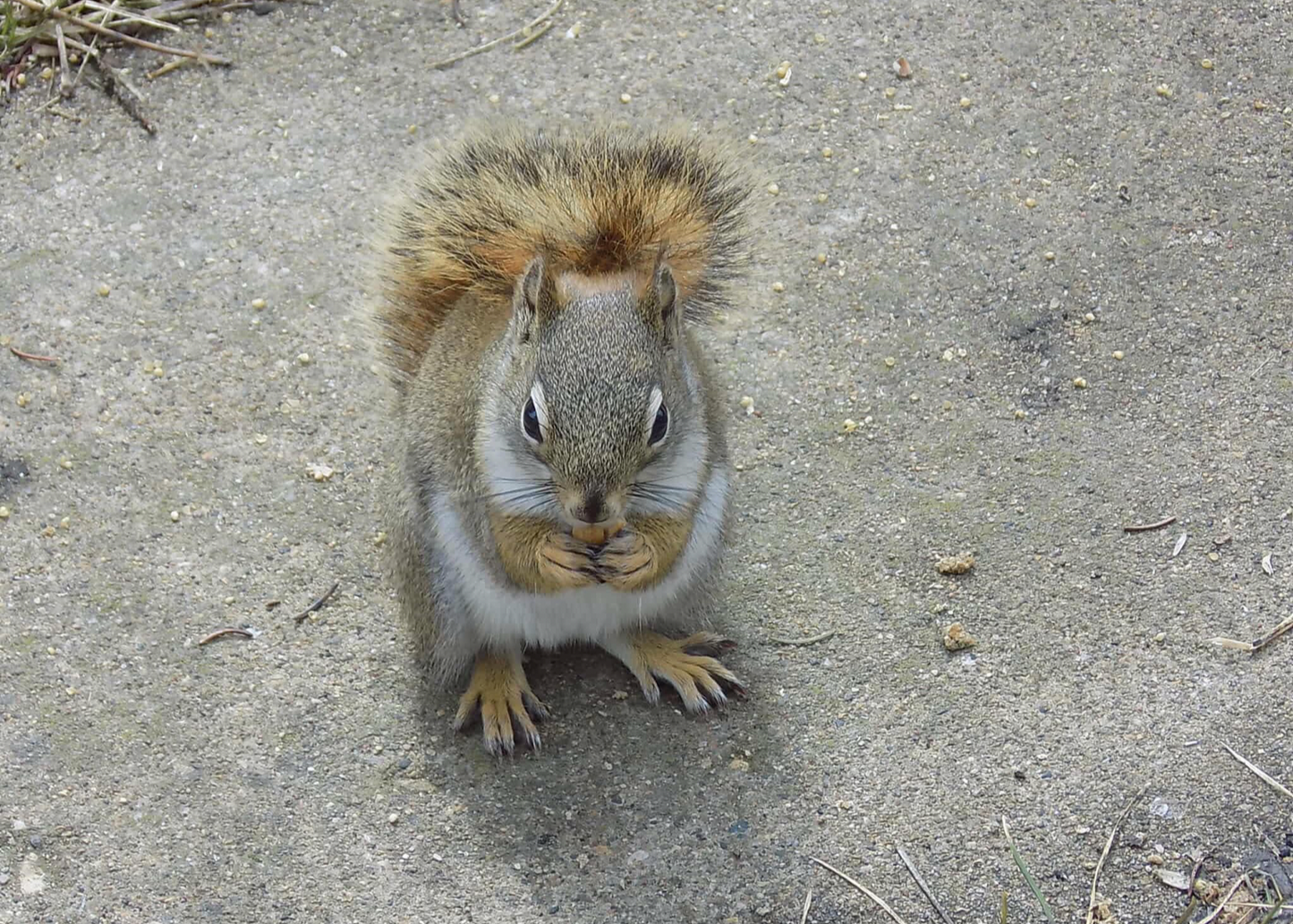 Squirrel Bath Bomb Mold
